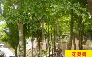 紅花梨下腳料千萬別再丟了，都是寶啊