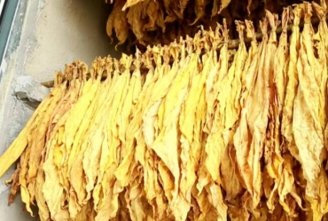 余慶縣：木屑顆粒機生物質顆粒燃料烤房助力烤煙產業提質增效